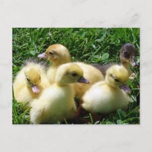 Ducklings Briefkaart