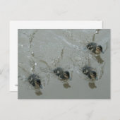 Ducklings Llangollen Canal Briefkaart (Voorkant / Achterkant)