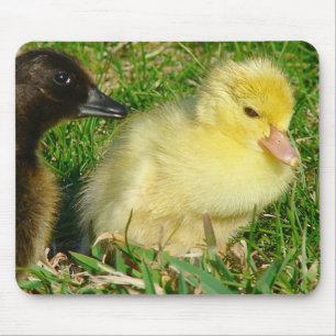 Ducklings Muismat