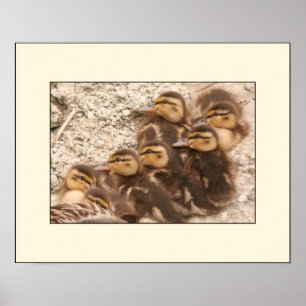 Ducklings Poster