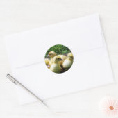 Ducklings Ronde Sticker (Envelop)