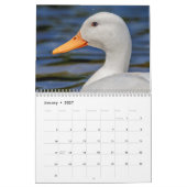Ducks 2026 kalender (Jan 2027)