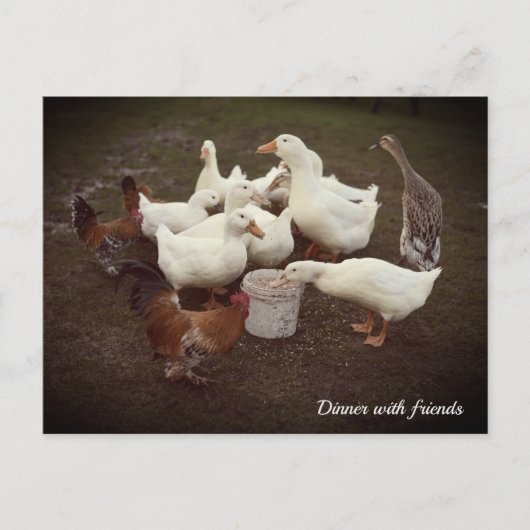 Ducks and Chickens Funny Dinner Time Briefkaart (Voorkant)