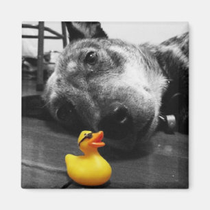 Duck's Best Friend Rubber Duck Magnet Magneet