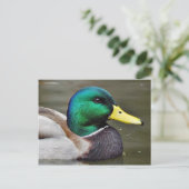 Ducks Bills Briefkaart (Staand voorkant)
