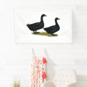 Ducks:  Black Cayugas Spandoek (Insitu)