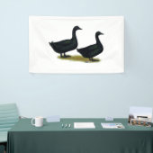 Ducks:  Black Cayugas Spandoek (Beurs)