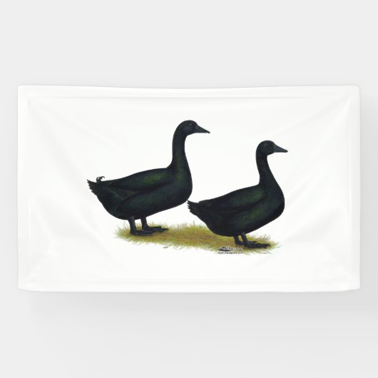 Ducks:  Black Cayugas Spandoek (Horizontaal)