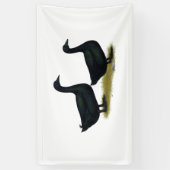 Ducks:  Black Cayugas Spandoek (Verticaal)