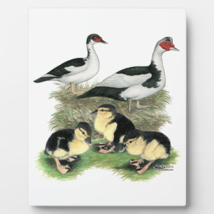 Ducks Black Pied Muscovy Family Fotoplaat