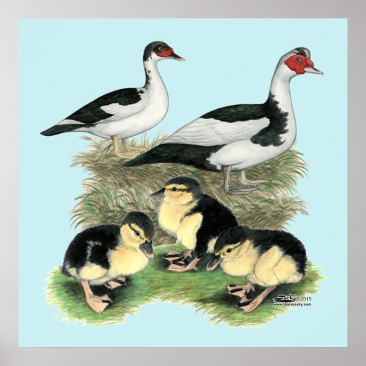Ducks Black Pied Muscovy Family Poster (Voorkant)