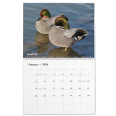 Ducks Calendar Kalender (Feb 2026)