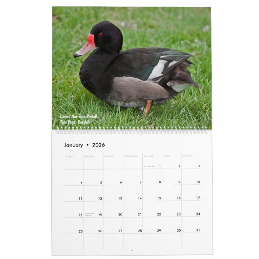 Ducks Calendar Kalender (Jan 2026)