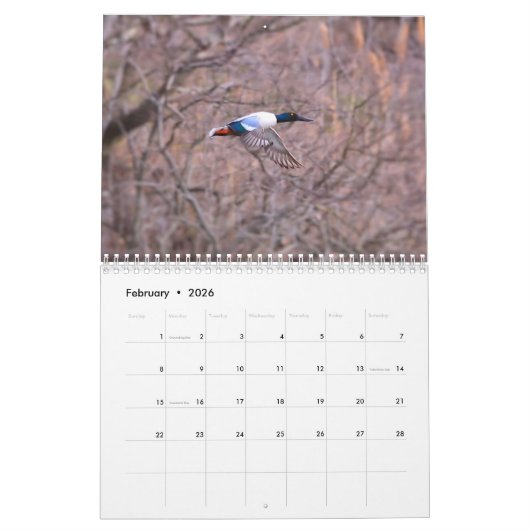 Ducks Calendar Kalender (Feb 2026)