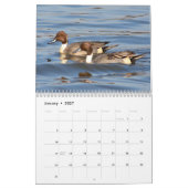 Ducks Calendar Kalender (Jan 2027)