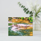 DUCKS EN CARTE POSTALE DE VOL (Debout devant)