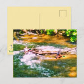 DUCKS EN CARTE POSTALE DE VOL (Devant / Derrière)