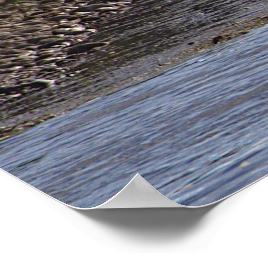 Ducks in Water Poster (Coin)