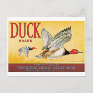 Ducks Lemons San Dimas Los Angeles California Briefkaart