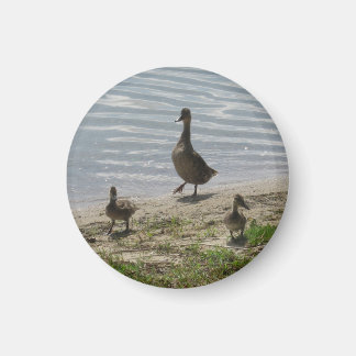 Ducks Magnet Magneet