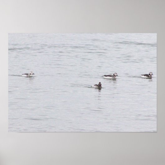 Ducks Photo Poster (Devant)