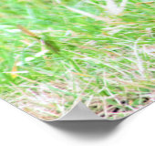 Ducks Photo Poster (Hoek)