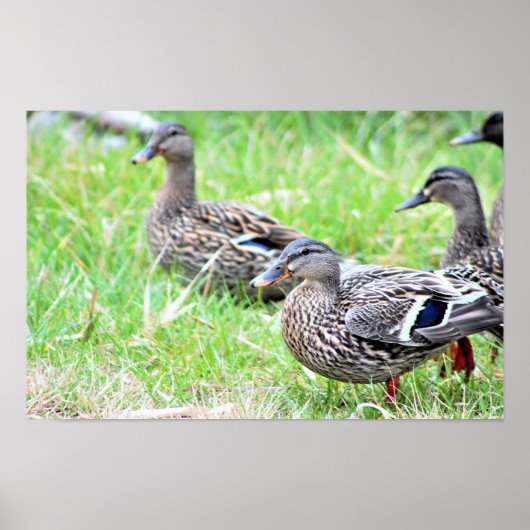 Ducks Photo Poster (Voorkant)