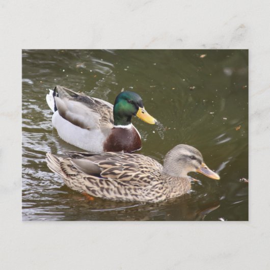 Ducks Swimming Post Card Briefkaart (Voorkant)