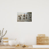 Ducks Swimming Poster (Keuken)