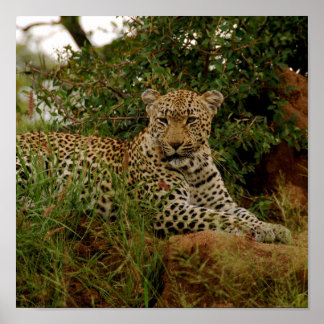 Dudley River Bank -2 Poster