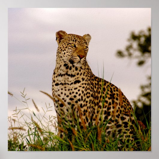 Dudley River Bank Poster (Voorkant)
