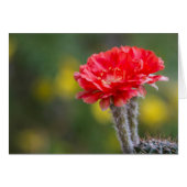 Duet de Firelight fleur de cactus (Devant horizontal)