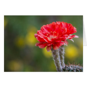 Duet de Firelight fleur de cactus