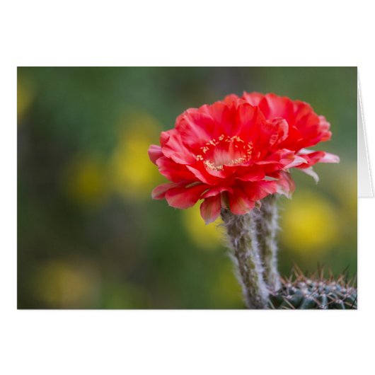 Duet de Firelight fleur de cactus (Devant horizontal)
