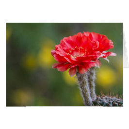 Duet Firelight cactus flower