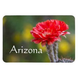 Duet van Firelight cactus bloem, Arizona Magneet