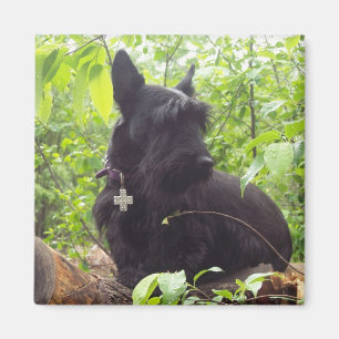 "Duide" Schots Terrier Magneet
