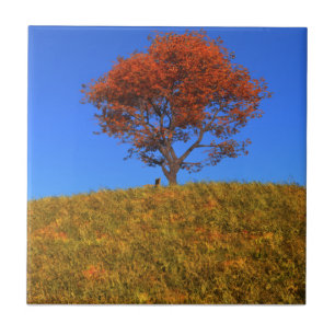 Duidelijke herfst dag decoratieve Tegel Tegeltje