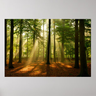 Duidelijke lichtstralen door het bos in poster