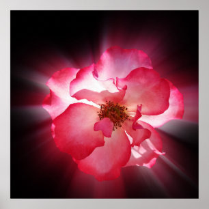 duidelijke rode bladen poster