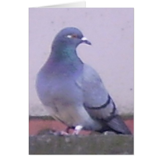 duif (Voorkant)
