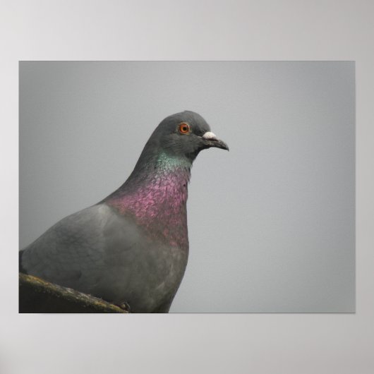 duif afdrukken poster (Voorkant)