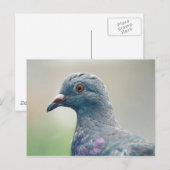 Duif bij het Window Briefkaart (Voorkant / Achterkant)