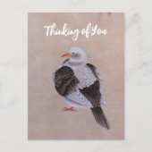 duif briefkaart (Voorkant)