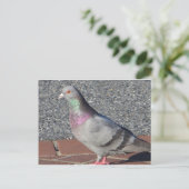 duif briefkaart (Staand voorkant)