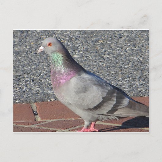 duif briefkaart (Voorkant)