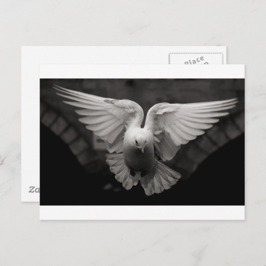 duif briefkaart (Voorkant / Achterkant)