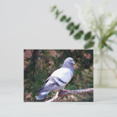  duif briefkaart (Staand voorkant)