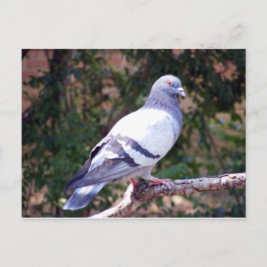  duif briefkaart (Voorkant)