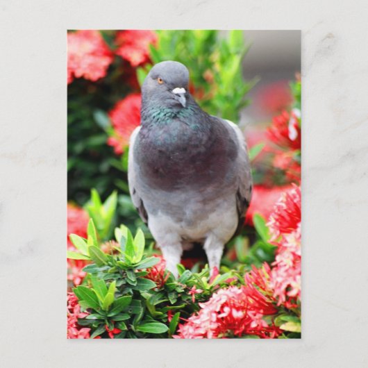 duif briefkaart (Voorkant)